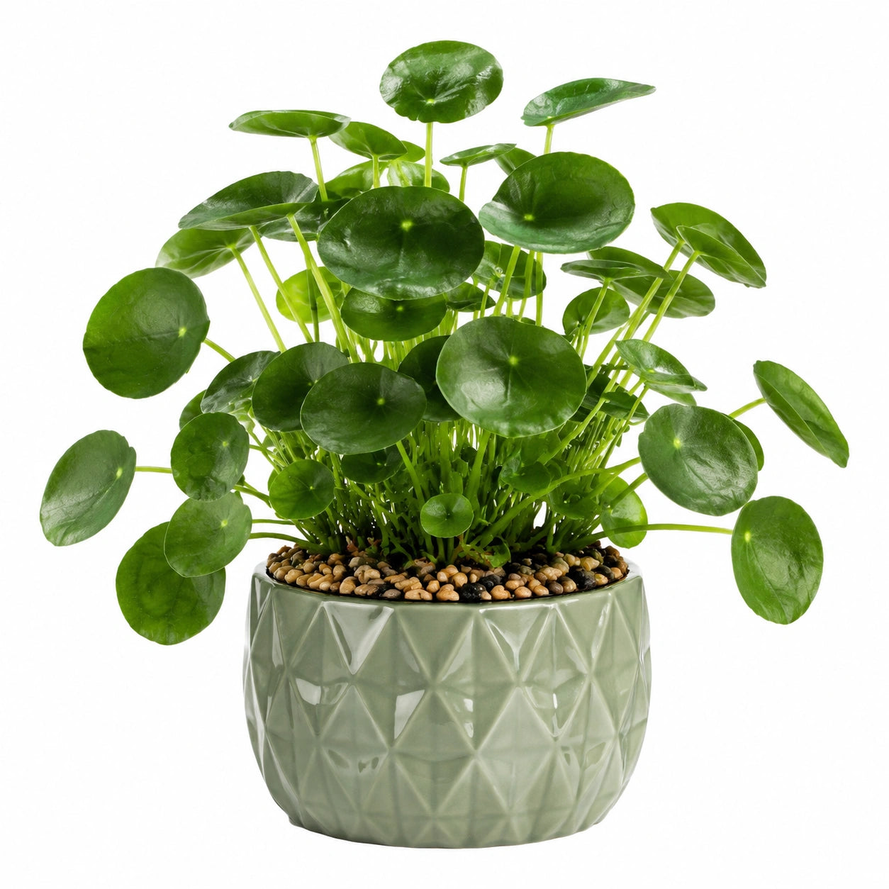 Pianta verde artificiale in vaso 45 cm - foglie tonde verdi vaso in ceramica stile moderno